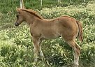 Quarter Horse - Horse for Sale in Gladstone, MB R0J0T0 Quarter Horse - Horse for Sale in Gladstone, MB R0J0T0
