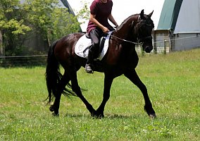 Friesian (Friesian, Gelding) in Sugarcreek, OH