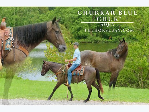 Roan AQHA Gelding
