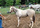 Paint - Horse for Sale in Cambridge City, IN 47327 Paint - Horse for Sale in Cambridge City, IN 47327