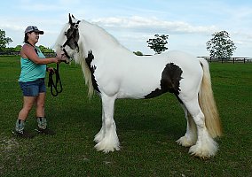 Silver Dapple Stallion, Broke Hulk