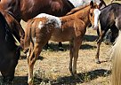 Appaloosa - Horse for Sale in New England, ND 58647 Appaloosa - Horse for Sale in New England, ND 58647
