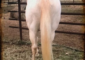 Quarter Horse (Quarter Horse, Mare) in Winnsboro, TX