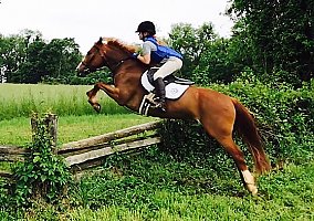 Welsh Pony - Horse for Sale in MONKTON, MD 21111