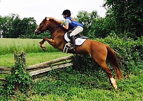 Wonder Pony Seeks Rider Brynn