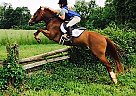 Welsh Pony - Horse for Sale in MONKTON, MD 21111 Welsh Pony - Horse for Sale in MONKTON, MD 21111
