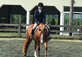 Welsh Pony and Cob (Welsh Pony and Cob, Mare) in Monkton, MD