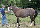 10 yr old Black Reg. TWH Mare Tennessee Walking Mare