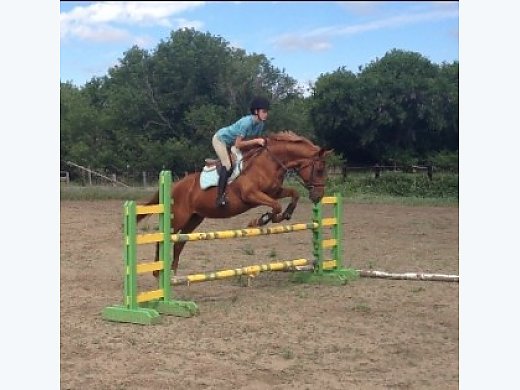 13 YO Registered TB Mare