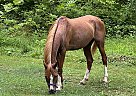 Arabian - Horse for Sale in Smilax, KY 41764 Arabian - Horse for Sale in Smilax, KY 41764