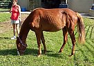 Ready To Break Walking Yearling Tennessee Walking Mare