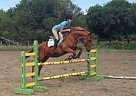 13 YO Registered TB Mare Mare