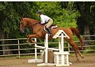 Beautiful TB Mare for Sale Thoroughbred Mare