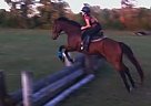 10y.o Thoroughbred Thoroughbred Gelding