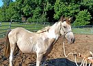 Quarter Horse - Horse for Sale in Cambridge City, IN 47327 Quarter Horse - Horse for Sale in Cambridge City, IN 47327