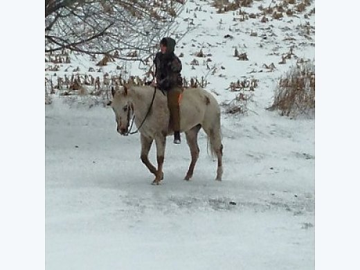 Appaloosa Horse for Sale