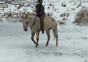 Appaloosa (Appaloosa, Mare) in Hillsdale, MI