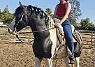 Pinto - Horse for Sale in Ramona, CA 92065