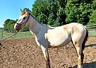 Quarter Horse - Horse for Sale in Cambridge City, IN 47327 Quarter Horse - Horse for Sale in Cambridge City, IN 47327