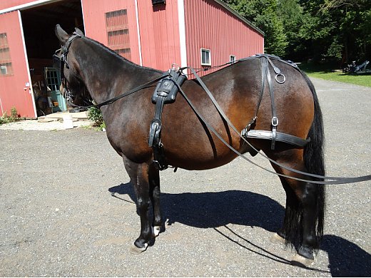 Driving and Trail Horse