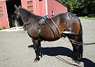Quarter Horse - Horse for Sale in Bethlehem, CT 06751