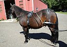 Quarter Horse - Horse for Sale in Bethlehem, CT 06751 Quarter Horse - Horse for Sale in Bethlehem, CT 06751