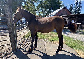 Friesian (Friesian, Mare) in Puyallup, WA