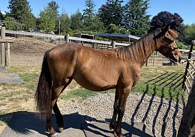 Friesian (Friesian, Gelding) in Puyallup, WA