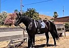 Friesian - Horse for Sale in , CA 93637