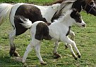 Miniature - Horse for Sale in Dundee, NY 14837