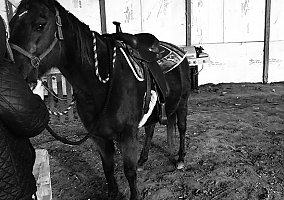 Quarter Horse (Quarter Horse, Mare) in Appleton, WI