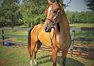 Arabian Gelding for Sale in Anderson, South Carolina What the Huck BF