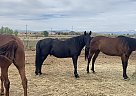 Quarter Horse - Horse for Sale in Brighton, CO 80603 Quarter Horse - Horse for Sale in Brighton, CO 80603