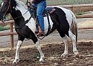 Sassy - Mare in Whitehall, MT Sassy - Mare in Whitehall, MT