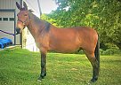 Sold - Mule Super Handsome Rusty
