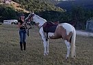 13 Year old Sport Pony Gelding Encore