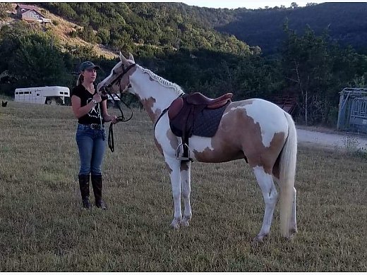 13 Year old Sport Pony Gelding