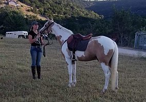 13 Year old Sport Pony Gelding Encore
