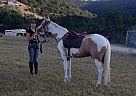 American Cream - Horse for Sale in Medina, TX 78055