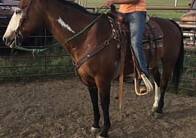Registered Paint Paint Gelding