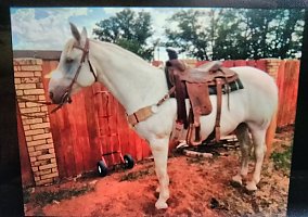 All Around Horse Hank
