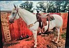 Hank - Gelding in Seminole, TX Hank - Gelding in Seminole, TX