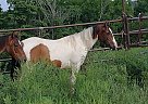 Zip Ur Cash - Gelding in Saint Clairsville, OH Zip Ur Cash - Gelding in Saint Clairsville, OH
