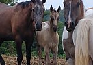 Flicky 2020 - Mare in Saint Clairsville, OH Flicky 2020 - Mare in Saint Clairsville, OH