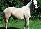 Paint - Horse for Sale in Gary, TX 