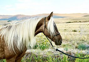Rocky Mountain Horse (Rocky Mountain Horse, Mare) in Spanish Fork, UT