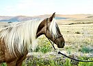 Rocky Mountain - Horse for Sale in Spanish Fork, UT 84660