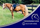 Missouri Fox Trotter - Horse for Sale in Maidens, VA 23102 Missouri Fox Trotter - Horse for Sale in Maidens, VA 23102