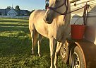 Quarter Horse - Horse for Sale in Saint Cloud, FL 34772