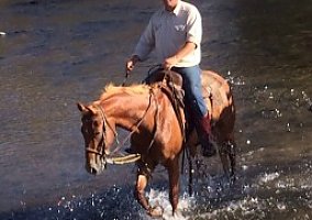 Quarter Horse (Quarter Horse, Gelding) in Bakersfield, CA